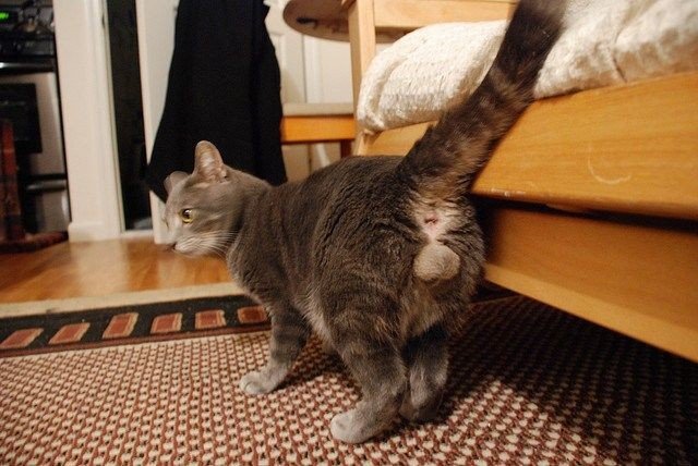 Beza Kucing Jantan dan Kucing Betina | Credit: IDN Times