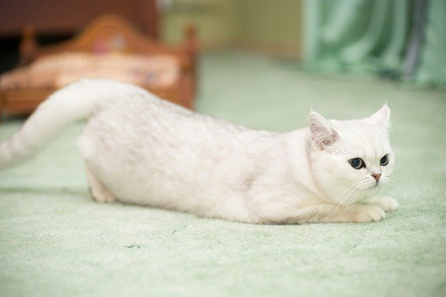 Cara Bezakan Kucing Jantan dan Betina | Credit: AloDokter