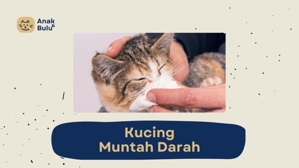 √ 6 Punca Kucing Muntah Darah & Cara Perawatannya - Anak Bulu