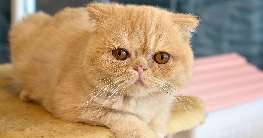 Jenis Exotic Shorthair | Credit: BliBli