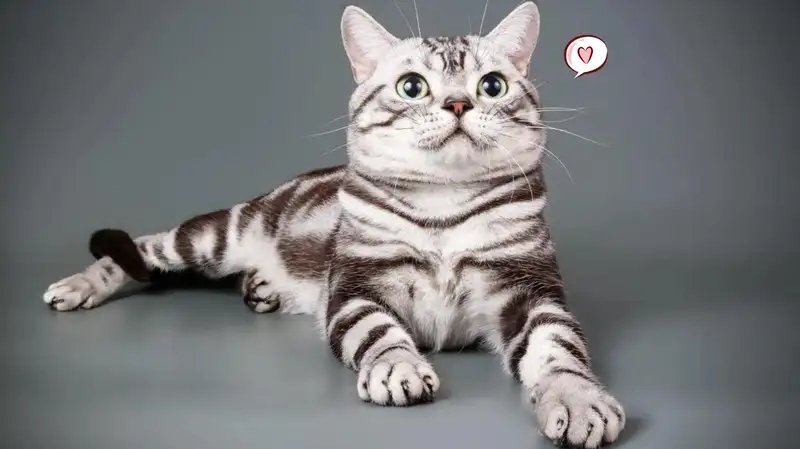 Kucing American Shorthair | Credit: Orami