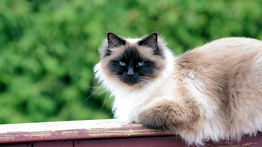 Kucing Birman | Credit: BliBli.com