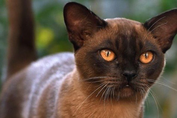 Kucing Burma | Credit: IDN Times