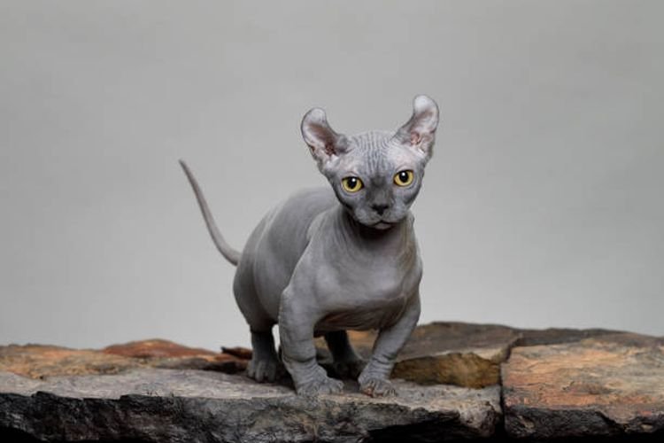 Kucing Dwelf | Credit: Kompas.com