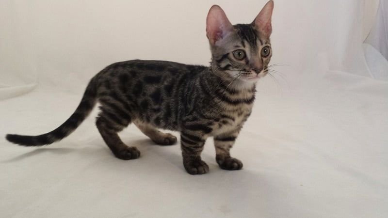 Kucing Genetta | Credit: KucingMania