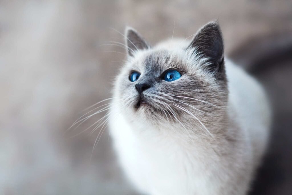 Kucing Himalaya | Credit: Dokter Hewan