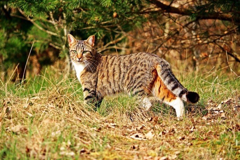 Kucing Hutan Berburu
