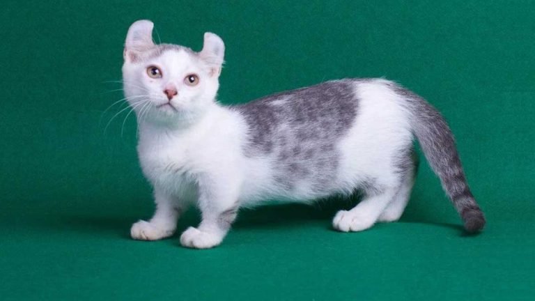 Kucing Kinkalow | Credit: Mitra 10