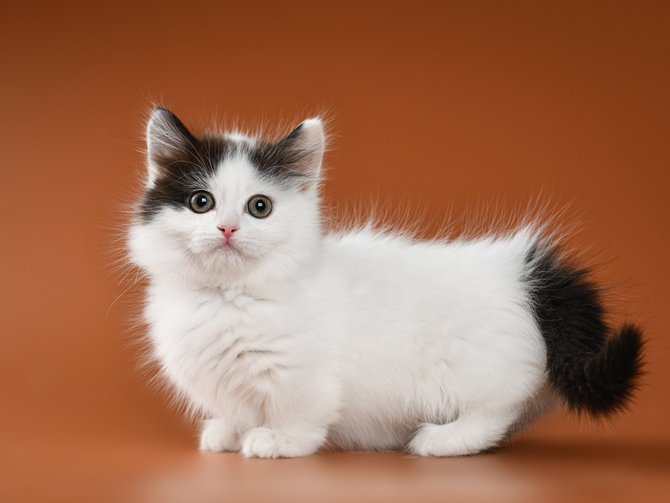 Kucing Lambkin | Credit: Merdeka.com