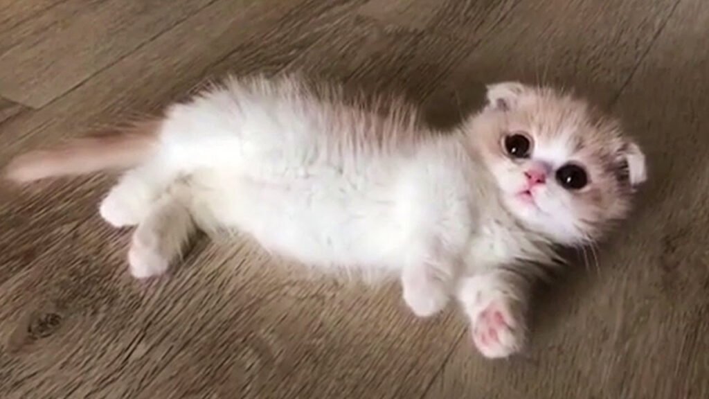 Kucing Munchkin | Credit: MunchkinCatGuide