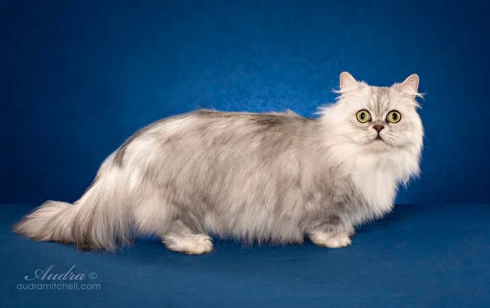 Kucing Napoleon | Credit: Mitra 10
