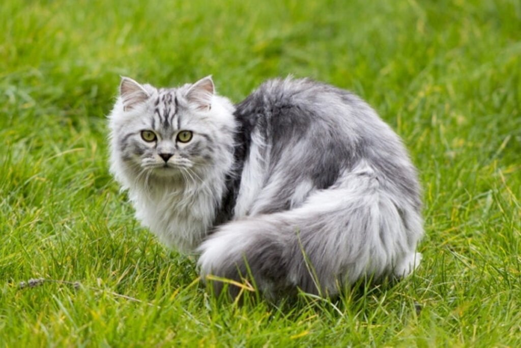 Kucing Parsi | Credit: DigiWarta
