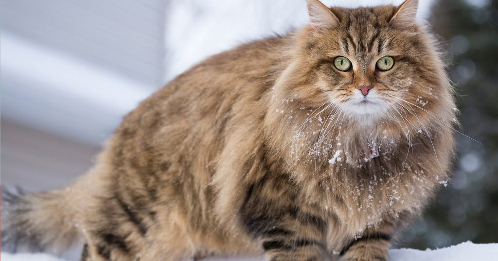 Kucing Siberia | Credit: BliBli