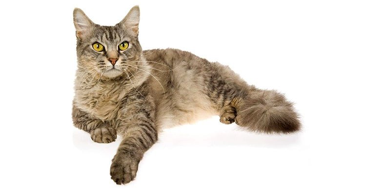 Kucing Skookum | Credit: PintarPet