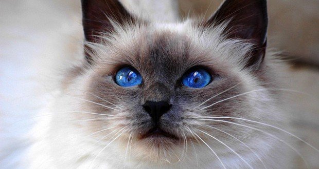 Mata Kucing Birman | Credit: KucingGaul
