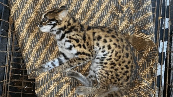 Perlindungan Kucing Hutan