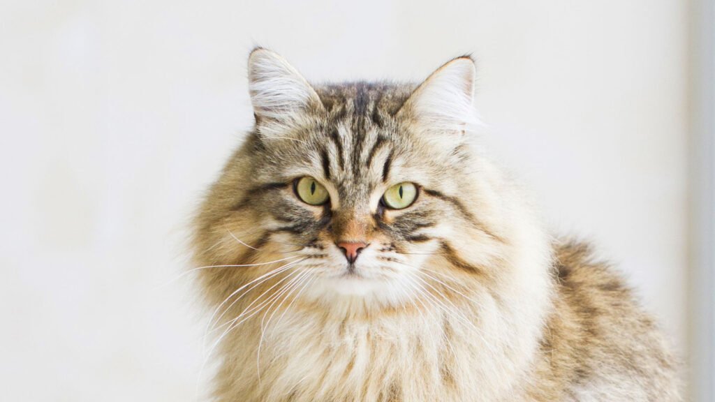 Shaded Golden | Crediit: Royal Canin Indonesia