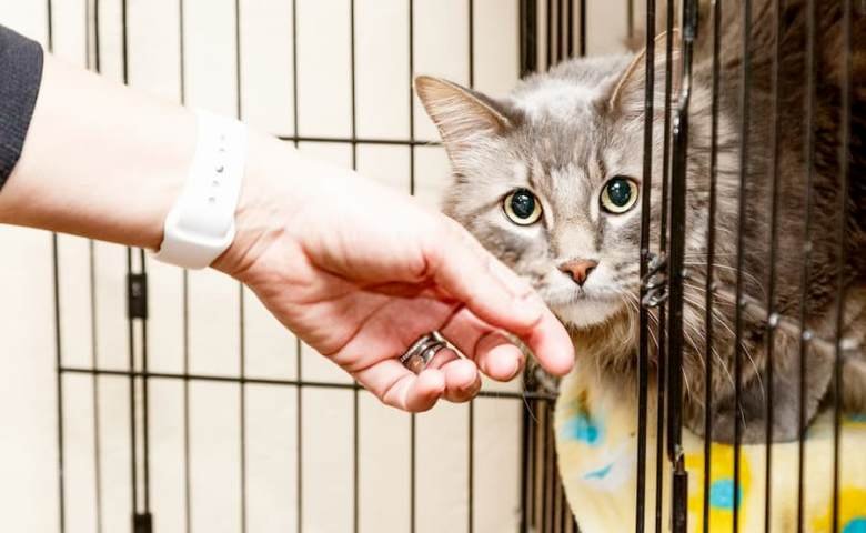Cara Hilangkan Kutu Kucing Isolasi Kucing | Credit: Tokopedia