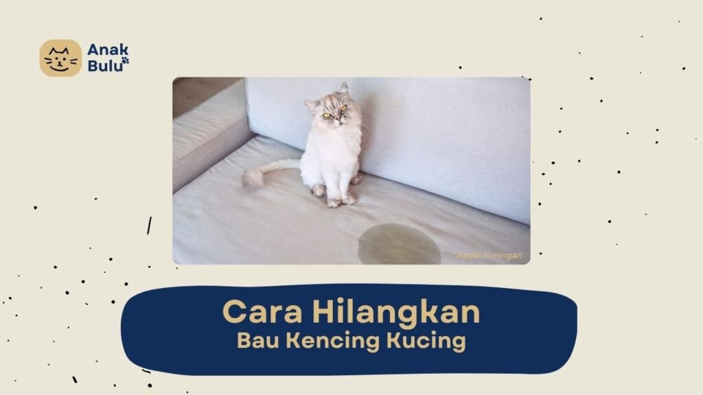 Cover Cara Hilangkan Bau Kencing Kucing AnakBulu