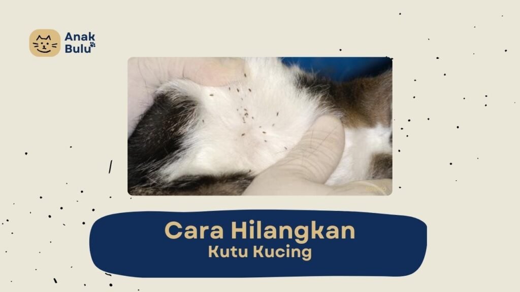 Cover Cara Hilangkan Kutu Kucing AnakBulu