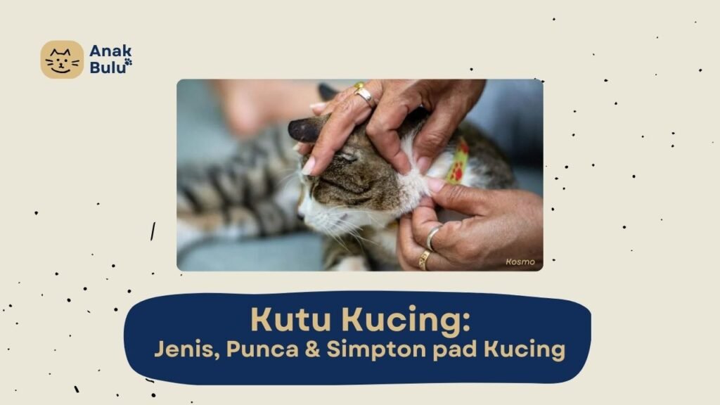 Cover Kutu Kucing AnakBulu