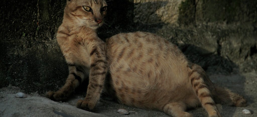 Fip Kucing | Credit: PDSA