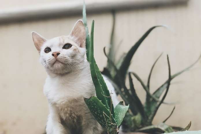 Gel Lidah Buaya | Credit: Catlovers