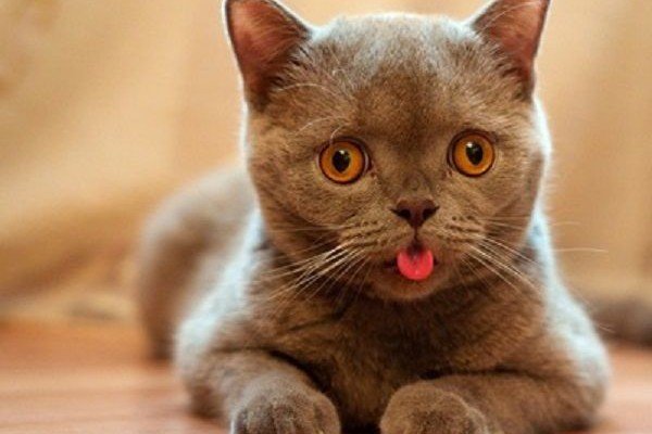 Kenapa Kucing jelir lidah sendiri? | Credit: IDN Times