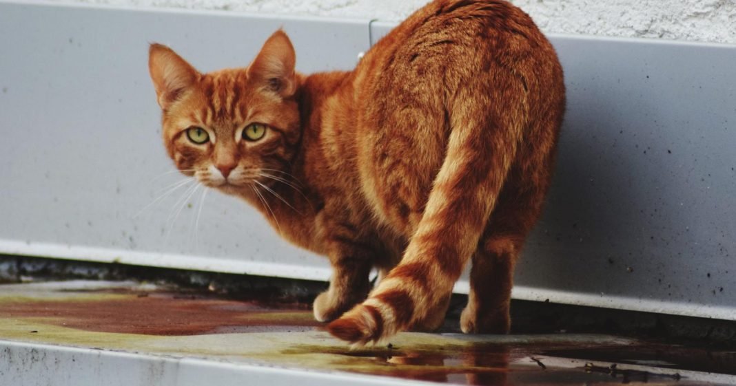 √ Kucing Kencing Berdarah: Punca, Diagnosis dan Rawatannya - Anak Bulu