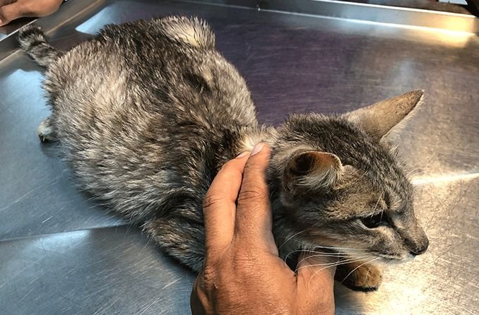 Punca Fip | Credit: All About Cat