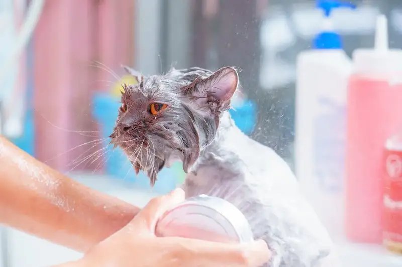 Shampo Kucing | Credit: JULO