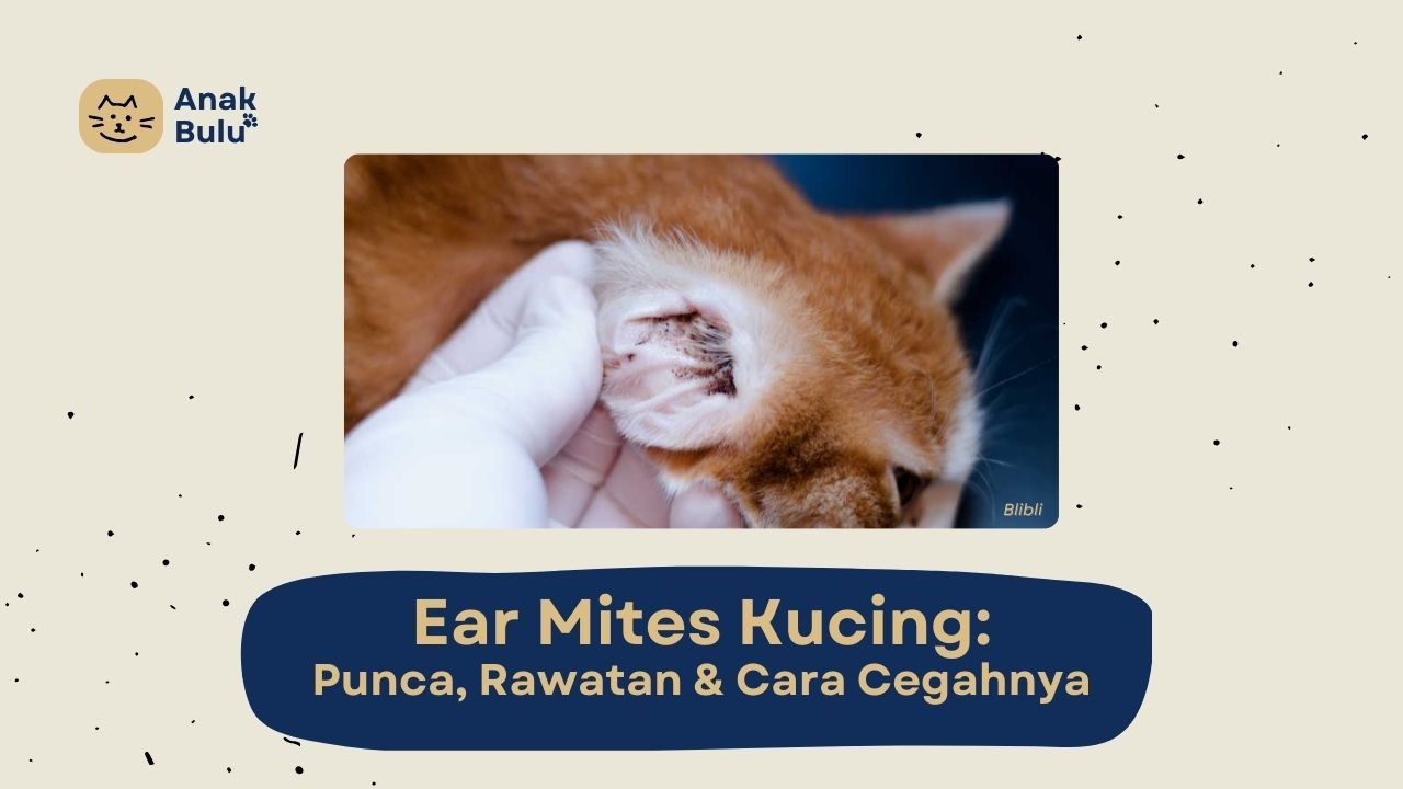 Cover Ear Mites Kucing AnakBulu