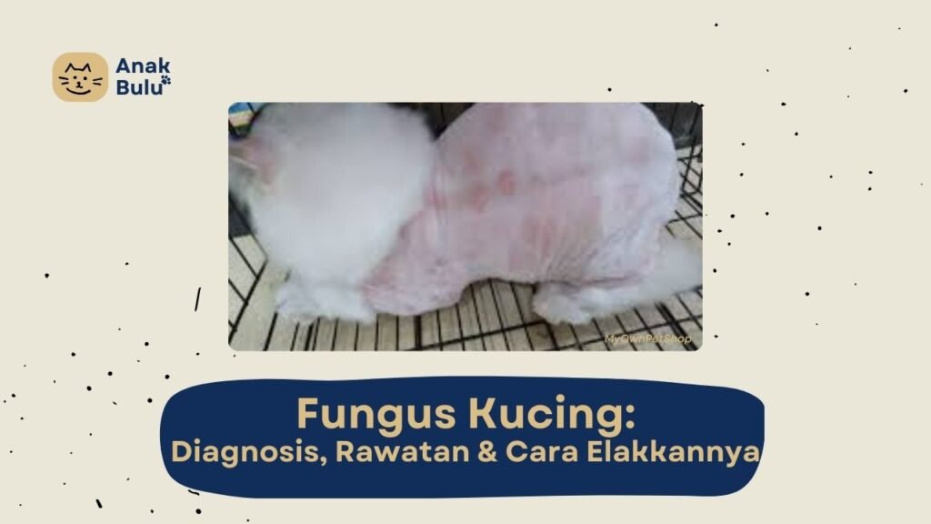 Cover Fungus Kucing AnakBulu
