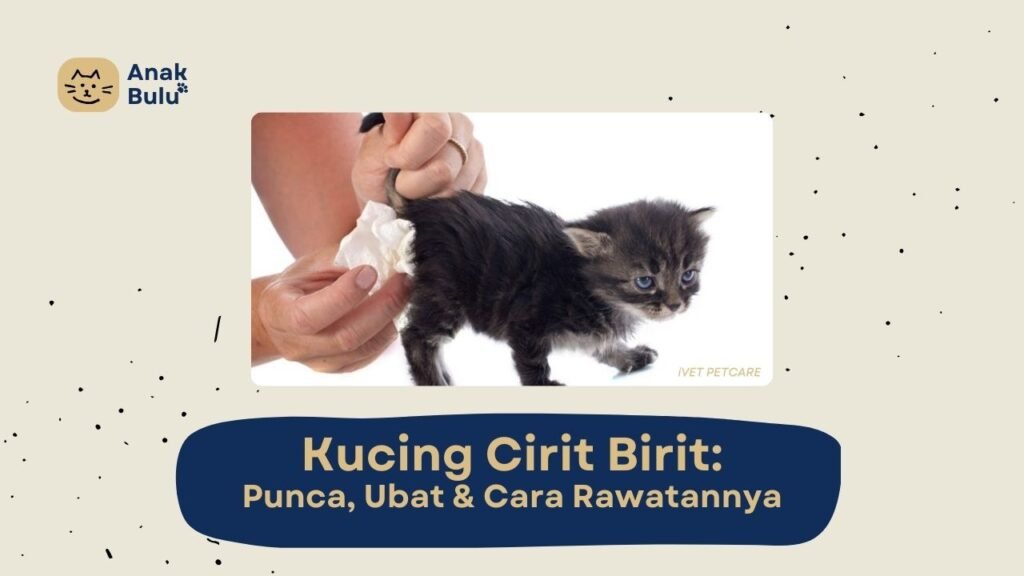 Cover Kucing Cirit Birit AnakBulu