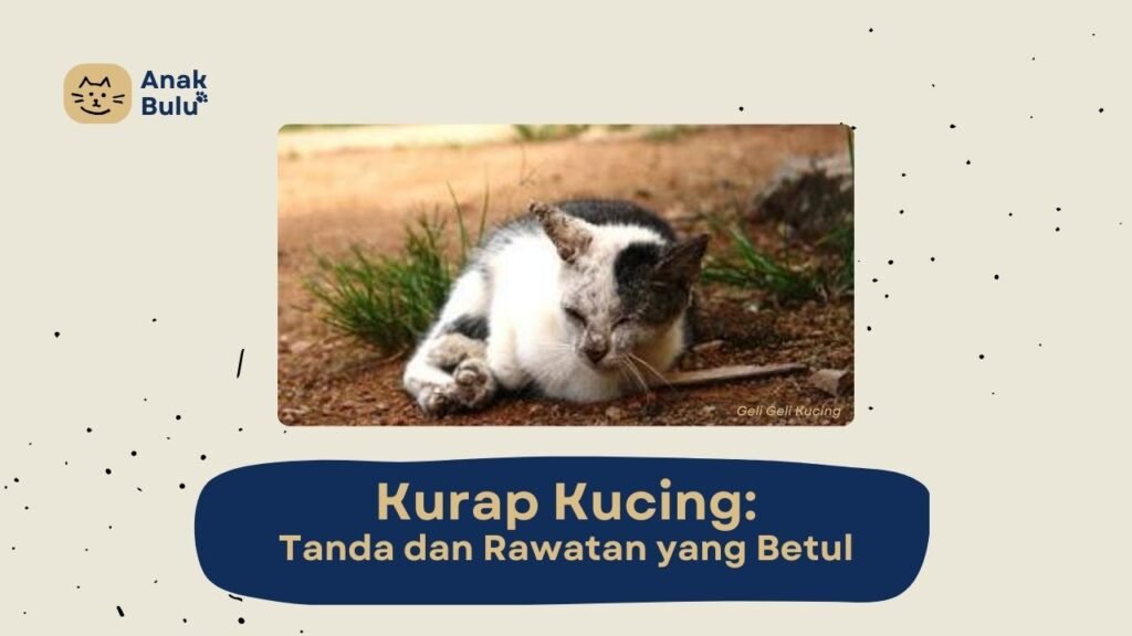 Cover Kurap Kucing AnakBulu